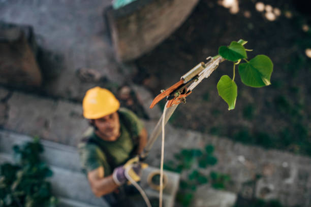 Best Tree and Shrub Care  in Fairchild Af, WA
